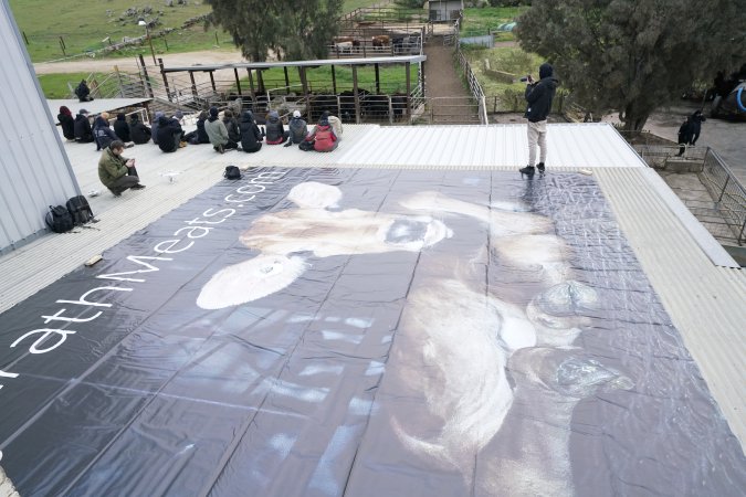 Activists occupy the rooftop of Strath Meats slaughterhouse