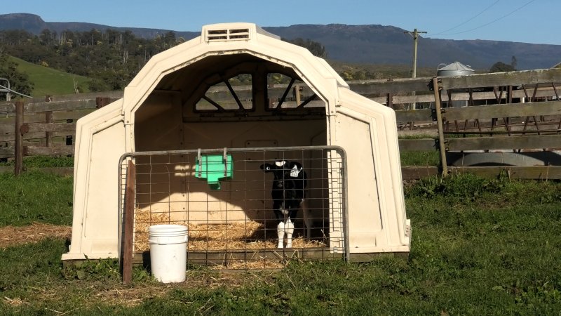 Bobby calf in pen