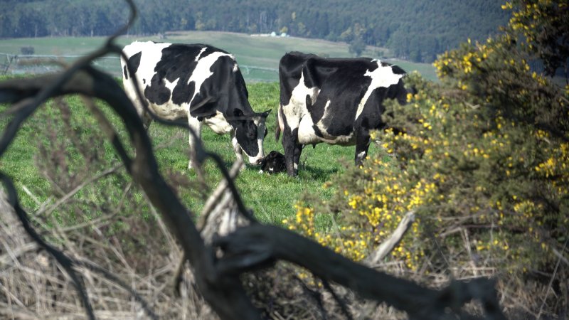 Two mother cows with a newborn calf