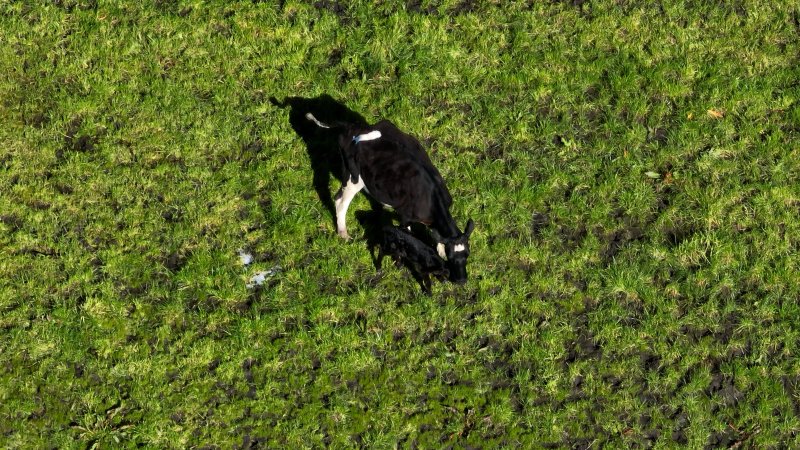 Mother and newborn calf