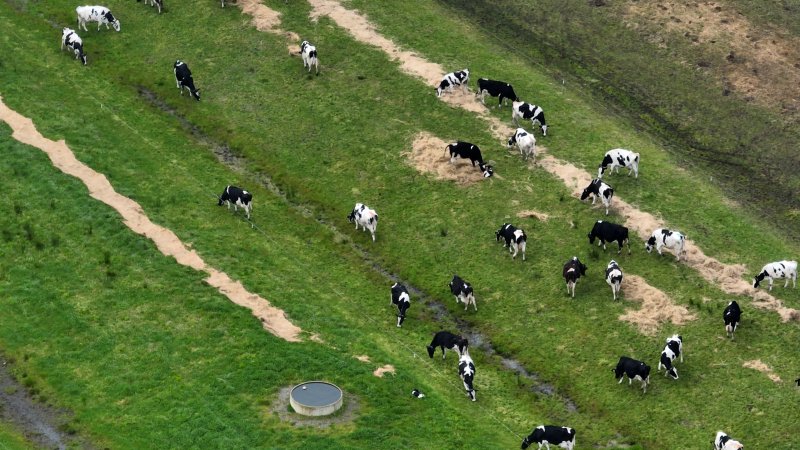 A paddock full of dairy cows and newborn calves