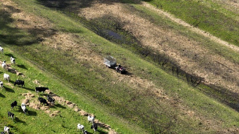 A worker driving a trailer to separate newborn calves from their mother's