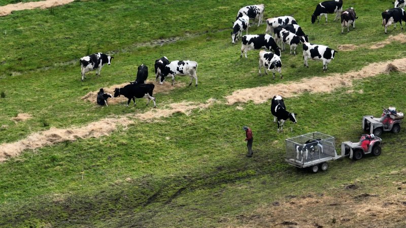 Workers separate a newborn calf from their mother