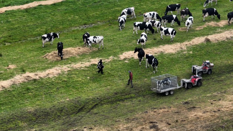 Workers separate a newborn calf from their mother