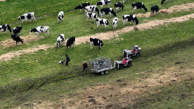 Workers drag a newborn calf along the ground while separating them from their mother