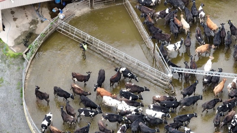 Workers separate a newborn calf from their mother in a corral at the milking shed