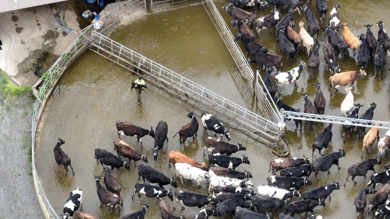 Workers separate a newborn calf from their mother in a corral at the milking shed