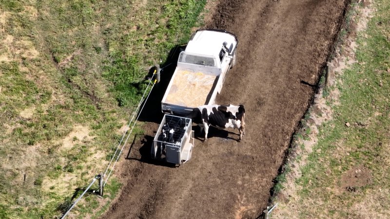 A mother cow sniffs at her calf through the bars of a trailer