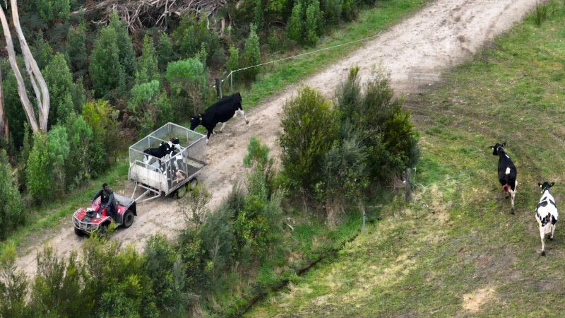 Mother cows chase after a trailer carrying their newborn calves