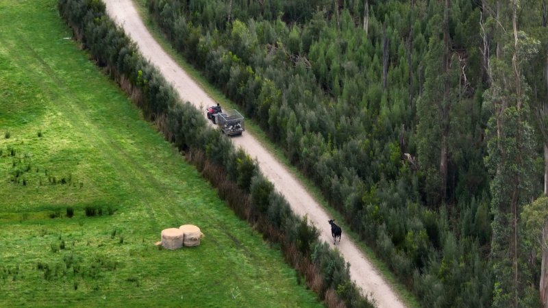 A mother cow chases after a trailer carrying her newborn calves