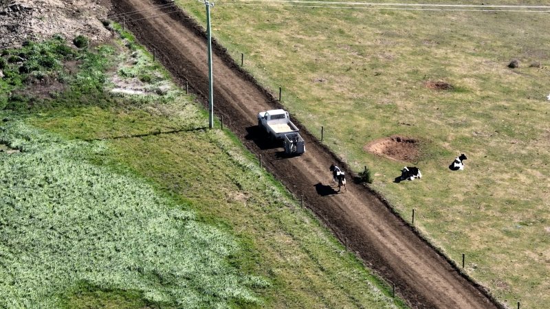 A mother cow chases after a trailer carrying her newborn calves