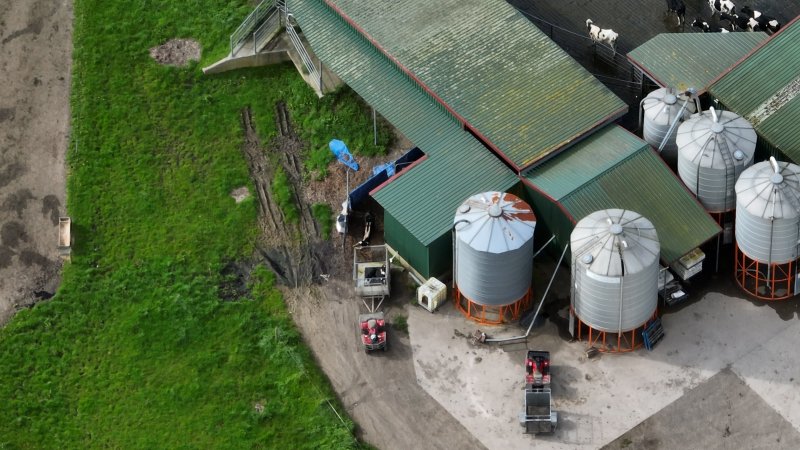 A newborn bobby calf is dragged from a trailer and into a shed