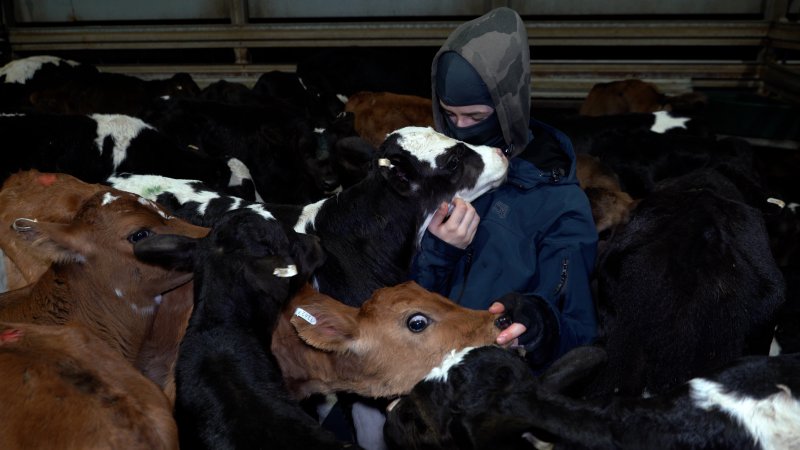 Bobby calves seek affection from an investigator in the holding pens at a slaughterhouse