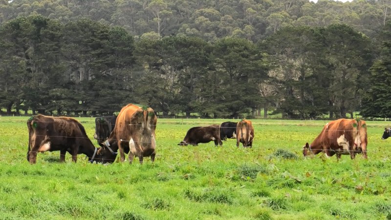 Dairy cows in a paddock on a Tasmanian dairy farm