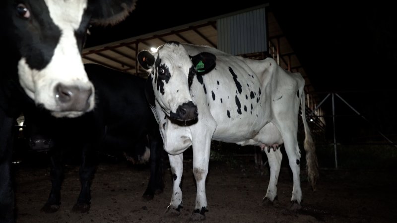 Dairy cows in the holding pens at a Victorian slaughterhouse