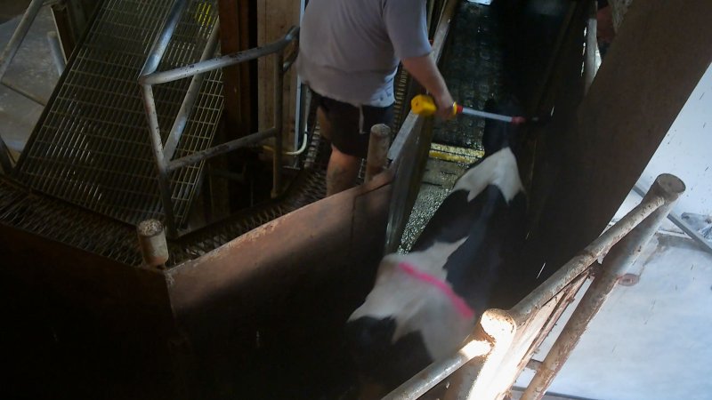 A dairy cow is herded into the knockbox at a Victorian slaughterhouse