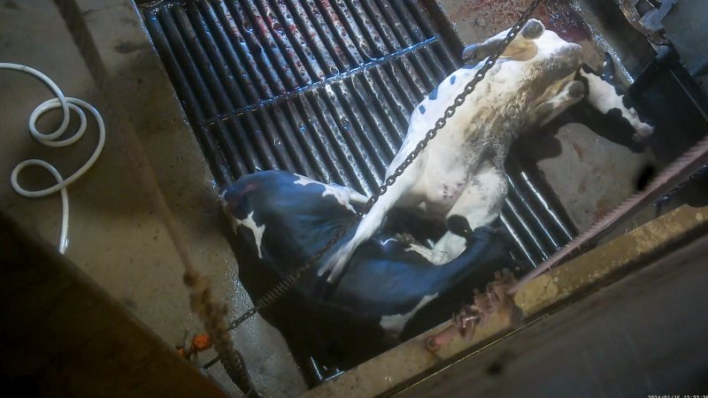 A dairy cow is tipped out of the knockbox and has her throat slit at a Victorian slaughterhouse