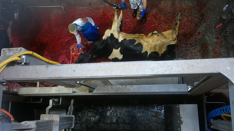 A dairy cow is tipped out of the knockbox and has her throat slit at a Victorian slaughterhouse