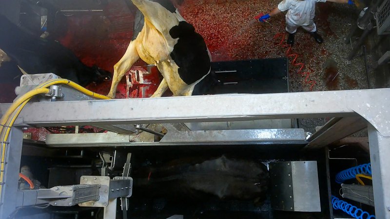 A dairy cow is hung on a shackle line at a Victorian slaughterhouse.