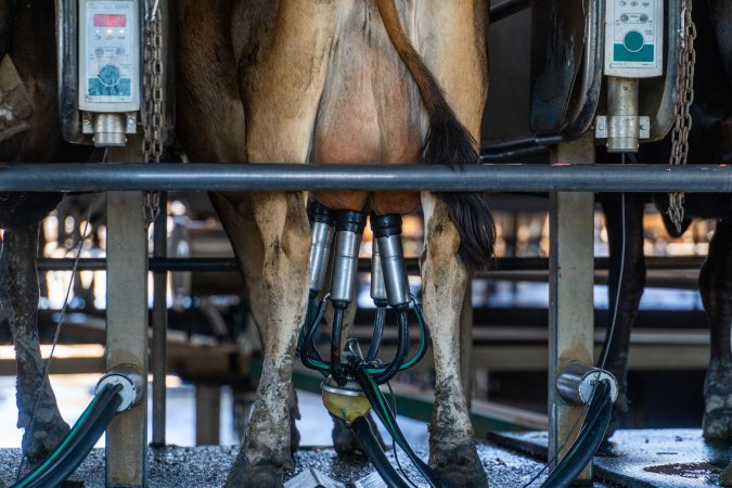 Jersey cows being milked in rotary system