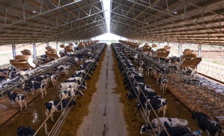 Intensive dairy shed