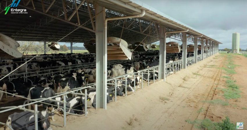 Intensive dairy shed