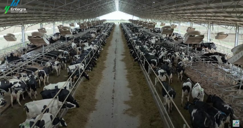 Intensive dairy shed