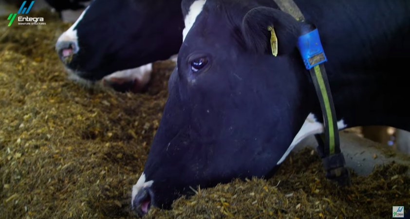 Intensive dairy shed