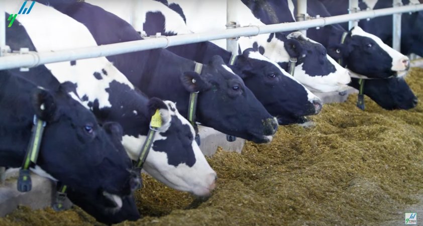 Intensive dairy shed