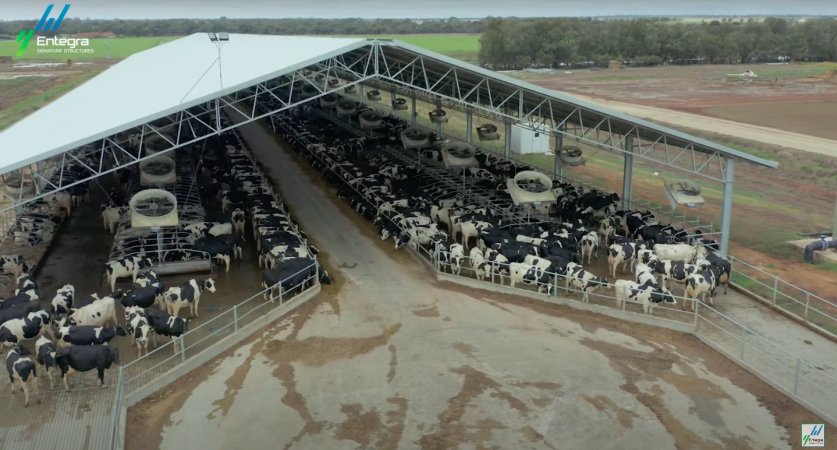 Intensive dairy shed