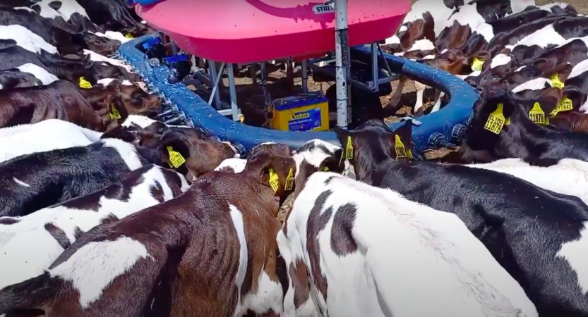 Calves drinking formula on intensive dairy farm
