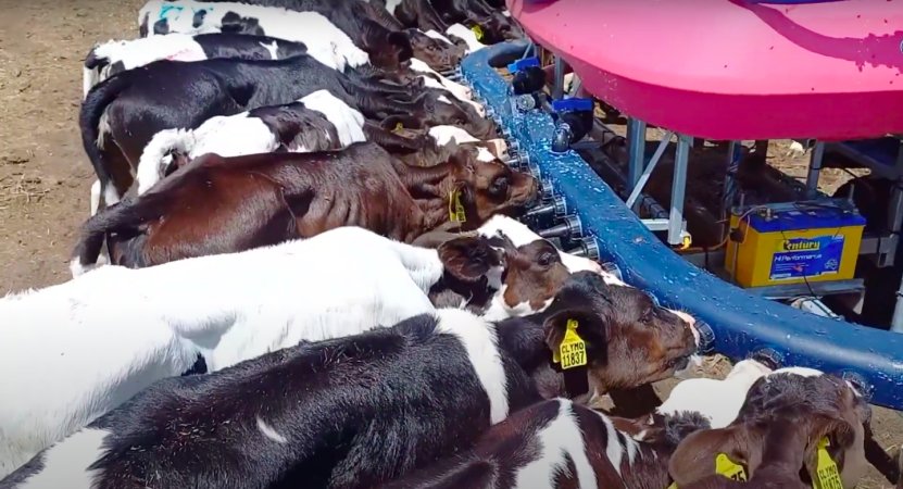 Calves drinking formula on intensive dairy farm