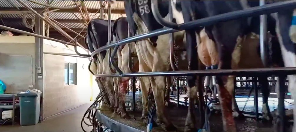The milking parlour on an intensive dairy farm