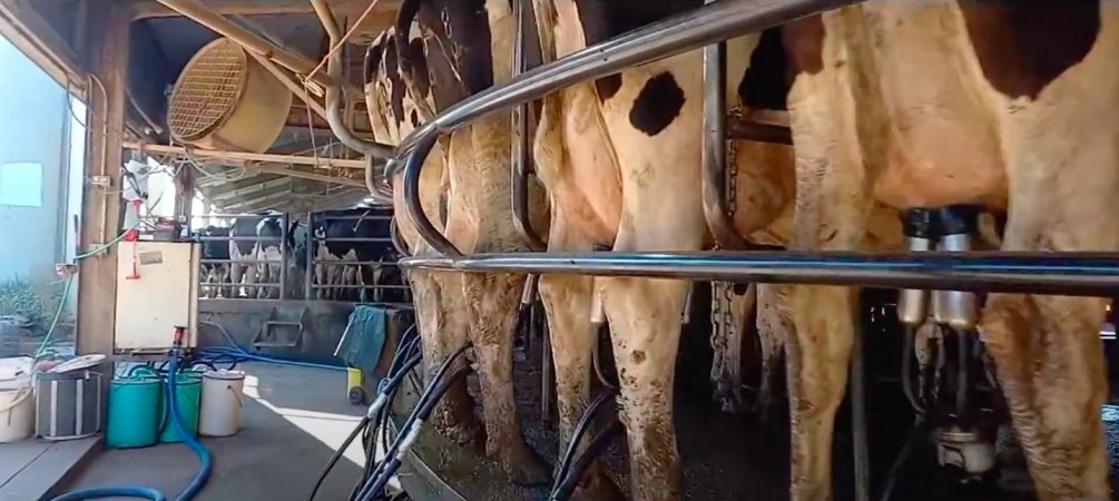 The milking parlour on an intensive dairy farm