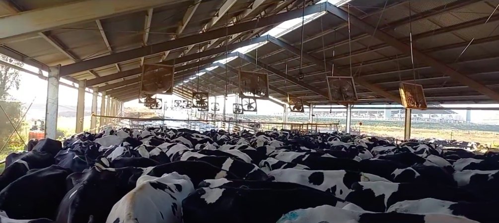 Cows waiting to be milked on intensive dairy farm