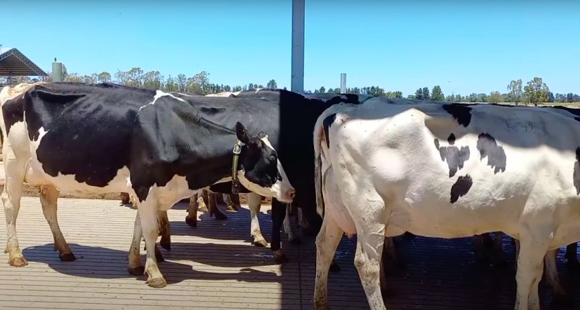 Cows waiting to be milked on an intensive dairy farm