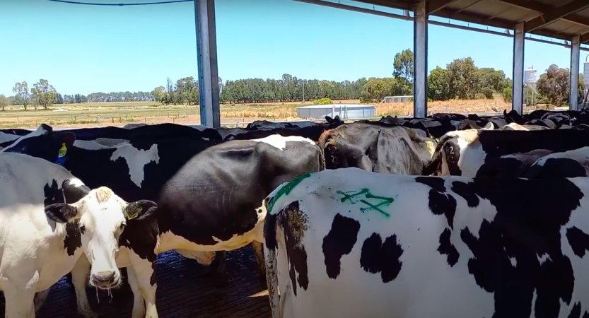 Cows waiting to be milked on an intensive dairy farm -- a drooling cow and an emaciated cow visible