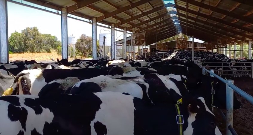 Cows waiting to be milked on an intensive dairy farm