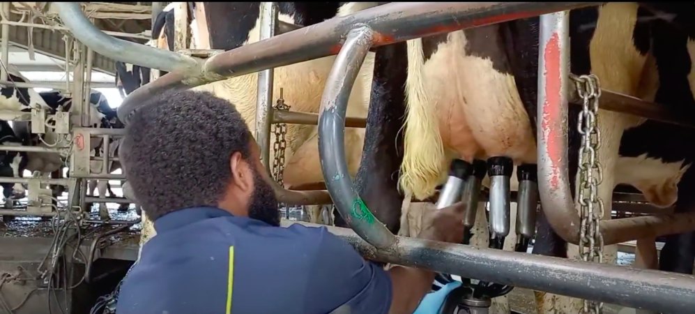 The milking parlour on an intensive dairy farm