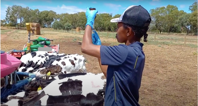 Calves being injected with an unknown medication on an intensive dairy farm