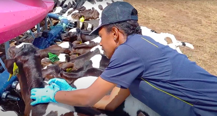 Calves being injected with an unknown medication on an intensive dairy farm