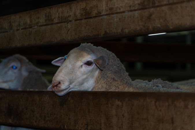 Sheep in holding pens