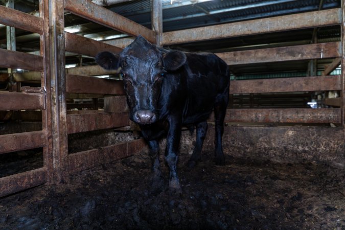 Steer in holding pen