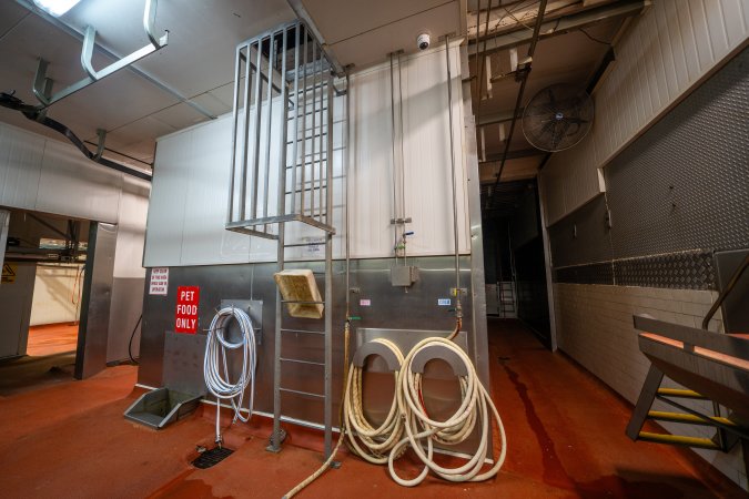 Cattle processing room