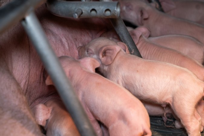 Piglets suckling from their mother