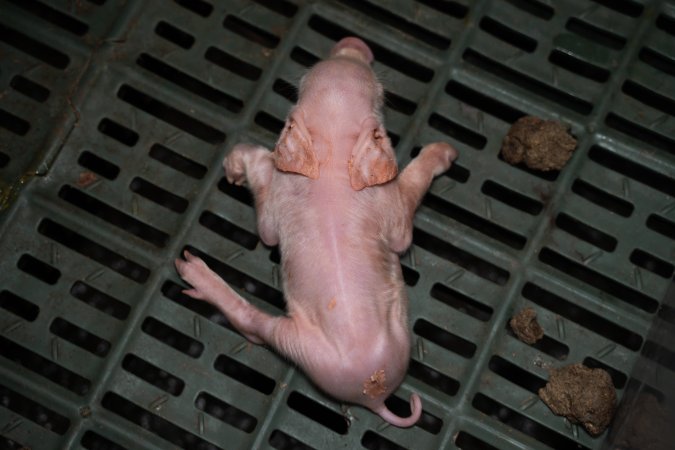 Unwell piglet in a farrowing crate