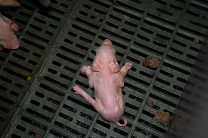 Unwell piglet in a farrowing crate