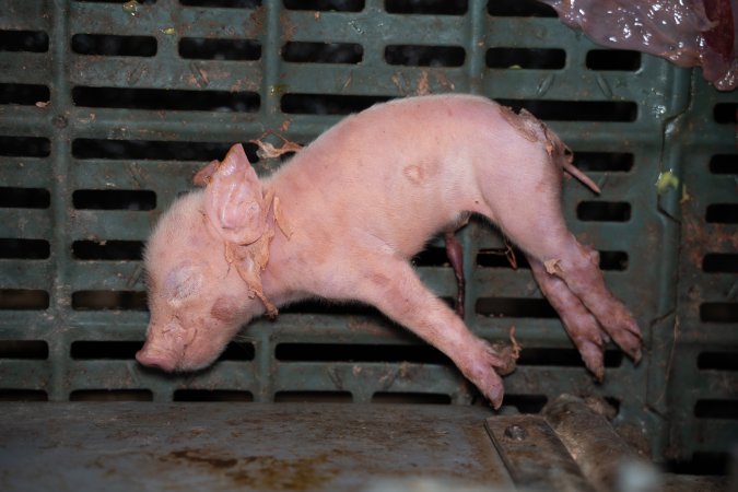 Unwell piglet in a farrowing crate