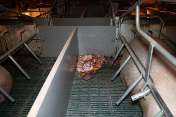 Stillborn piglets in a farrowing crate