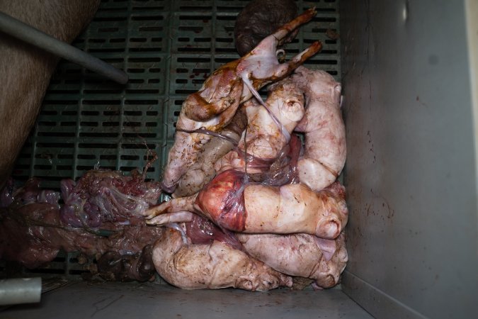 Stillborn piglets in a farrowing crate
